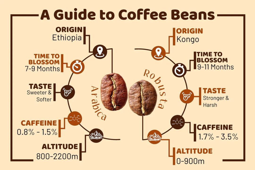 cà phê arabica và robusta