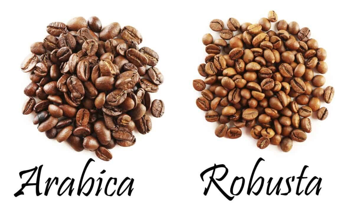 cà phê arabica và robusta